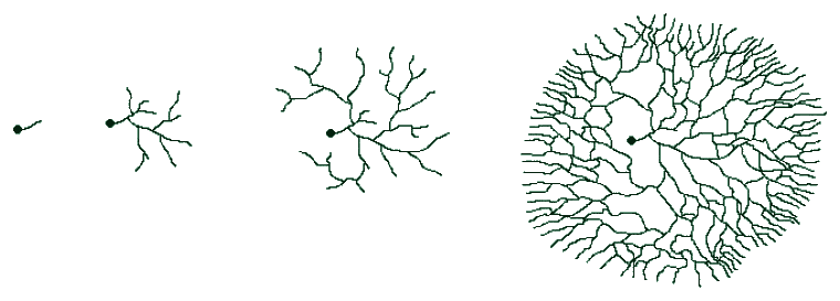 A single seed spreading outward like mycelium into a living network